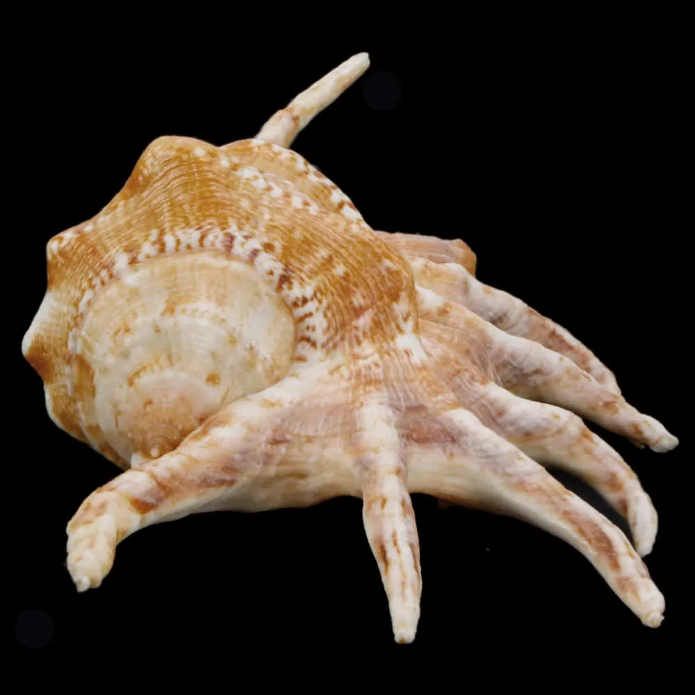 Lambis Crocata