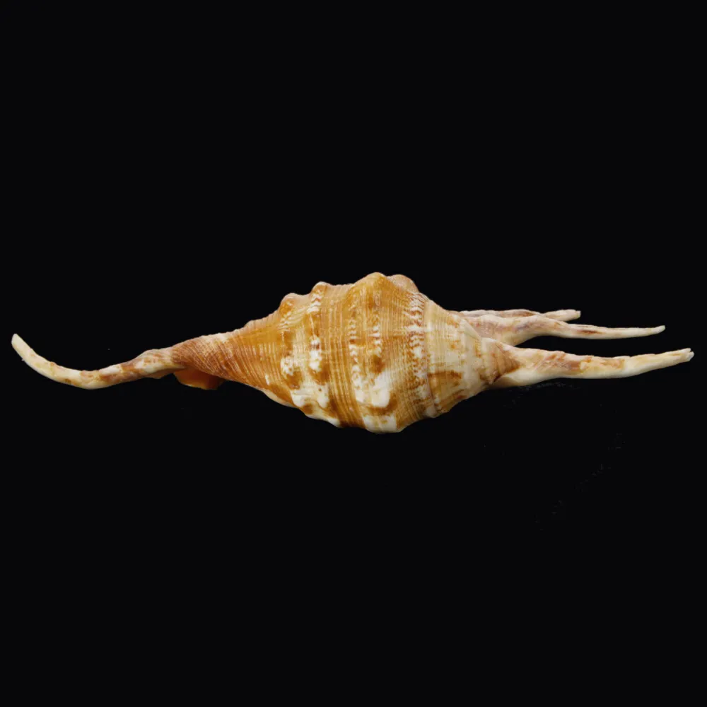 Lambis Crocata
