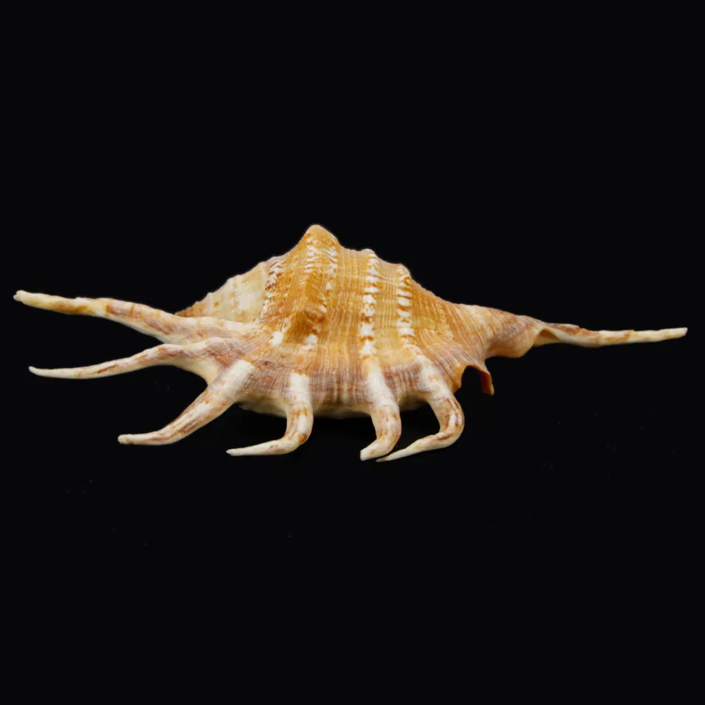Lambis Crocata
