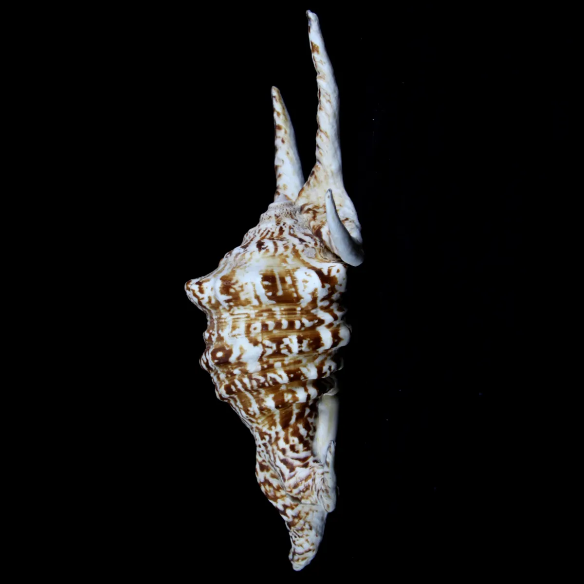 Harpago Chiragra