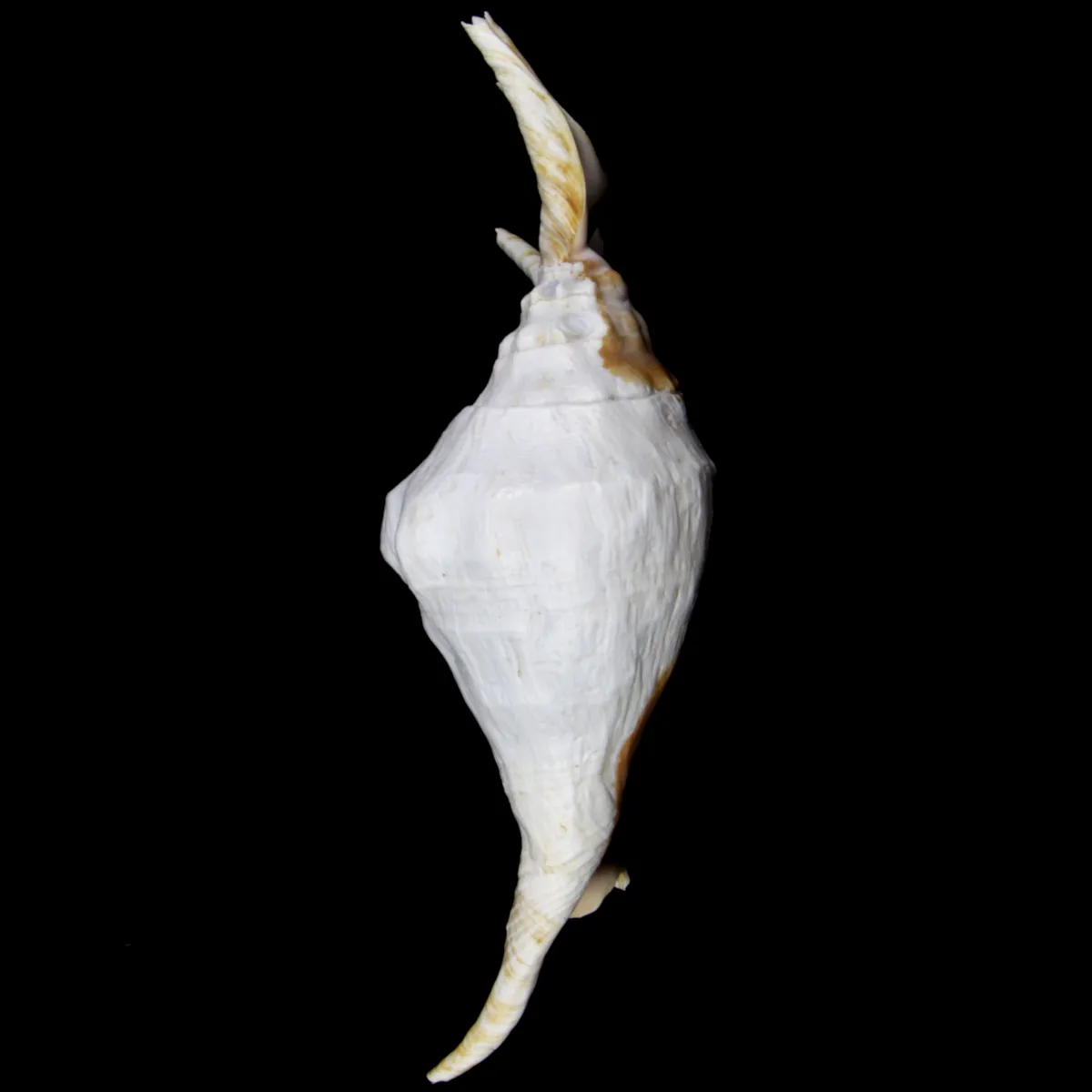 Lambis Lambis