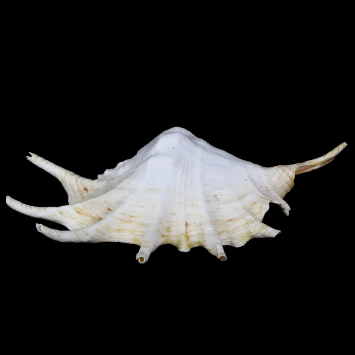 Lambis Lambis