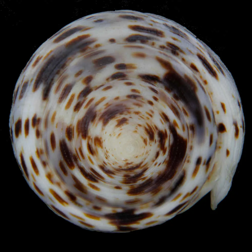 Mitra Cardinalis