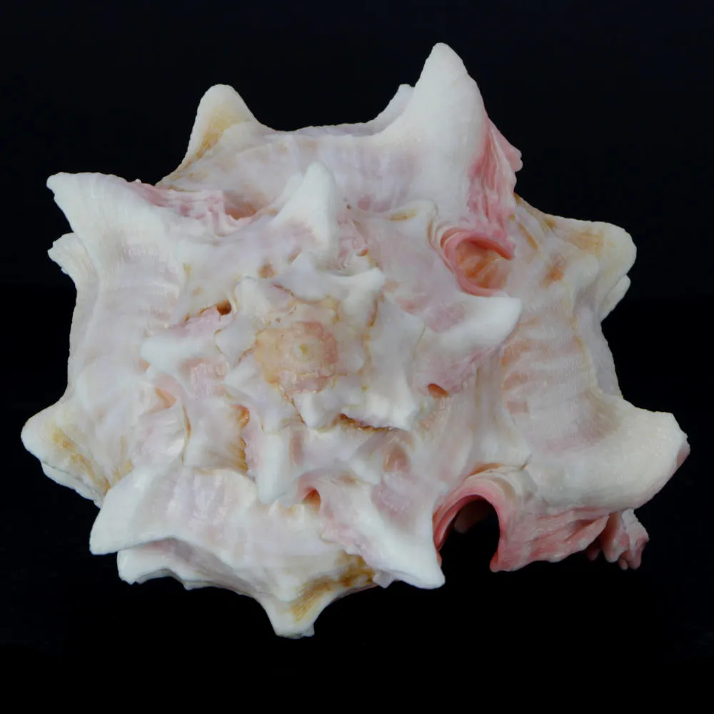 Hexaplex Erythrostomus