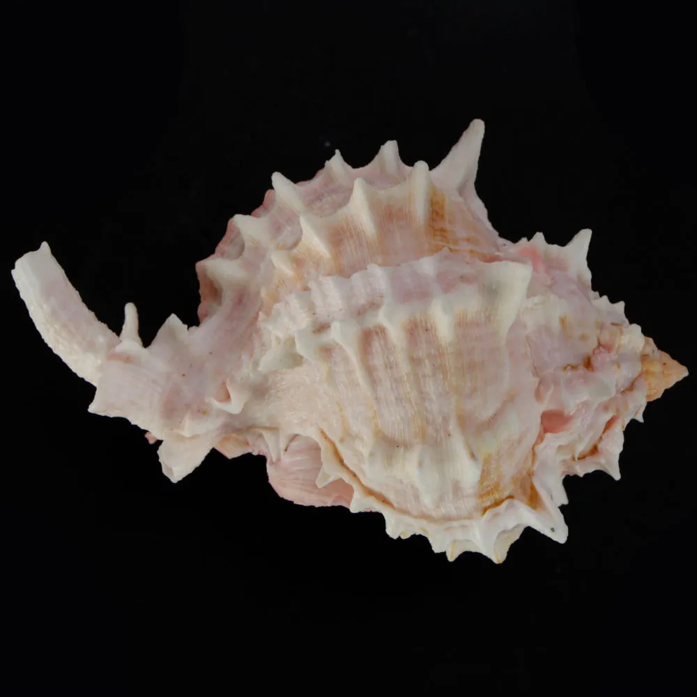 Hexaplex Erythrostomus