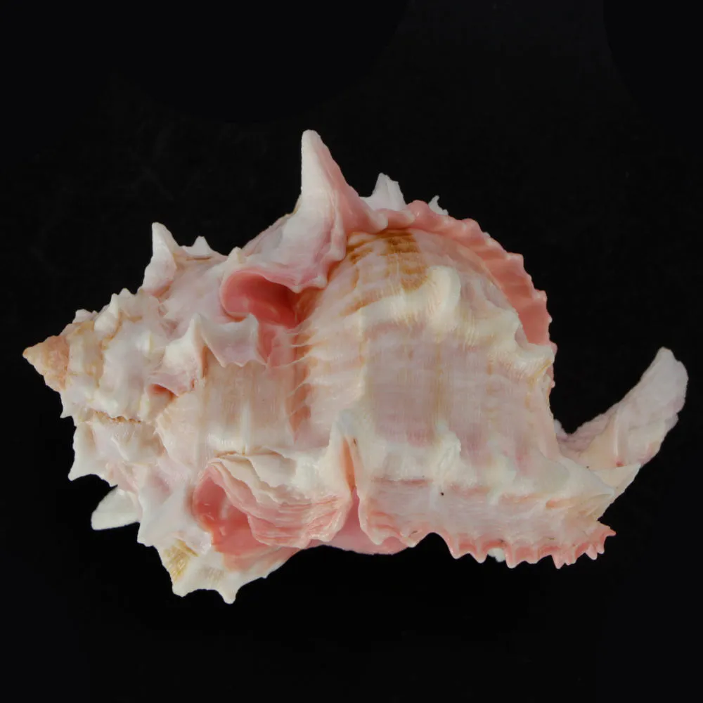 Hexaplex Erythrostomus