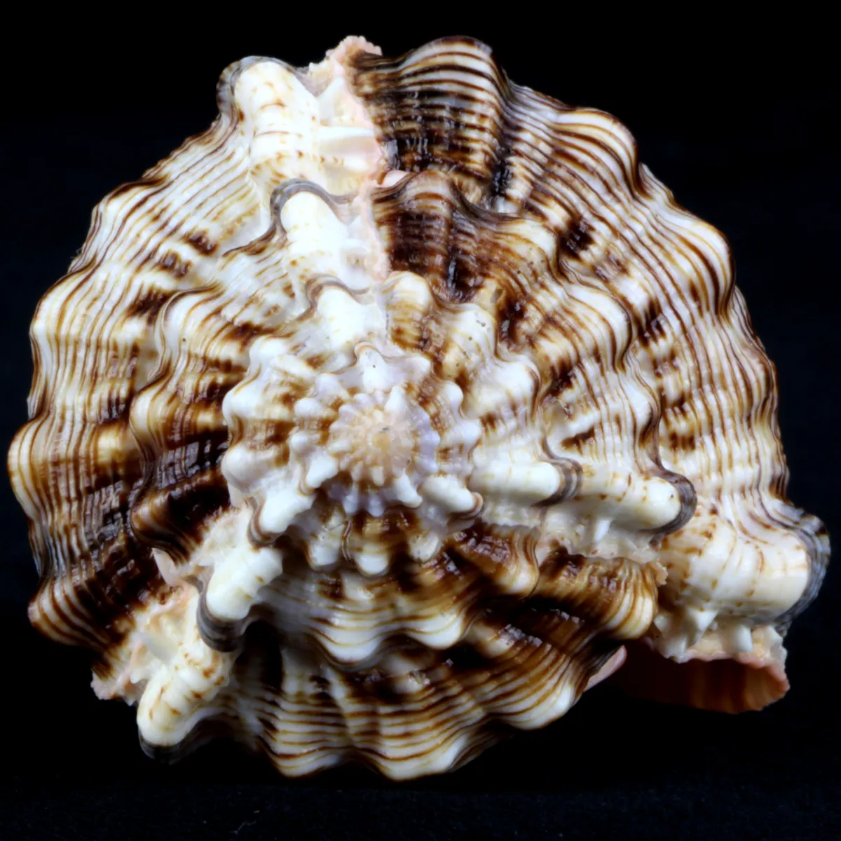 Murex Haustellum haustellum