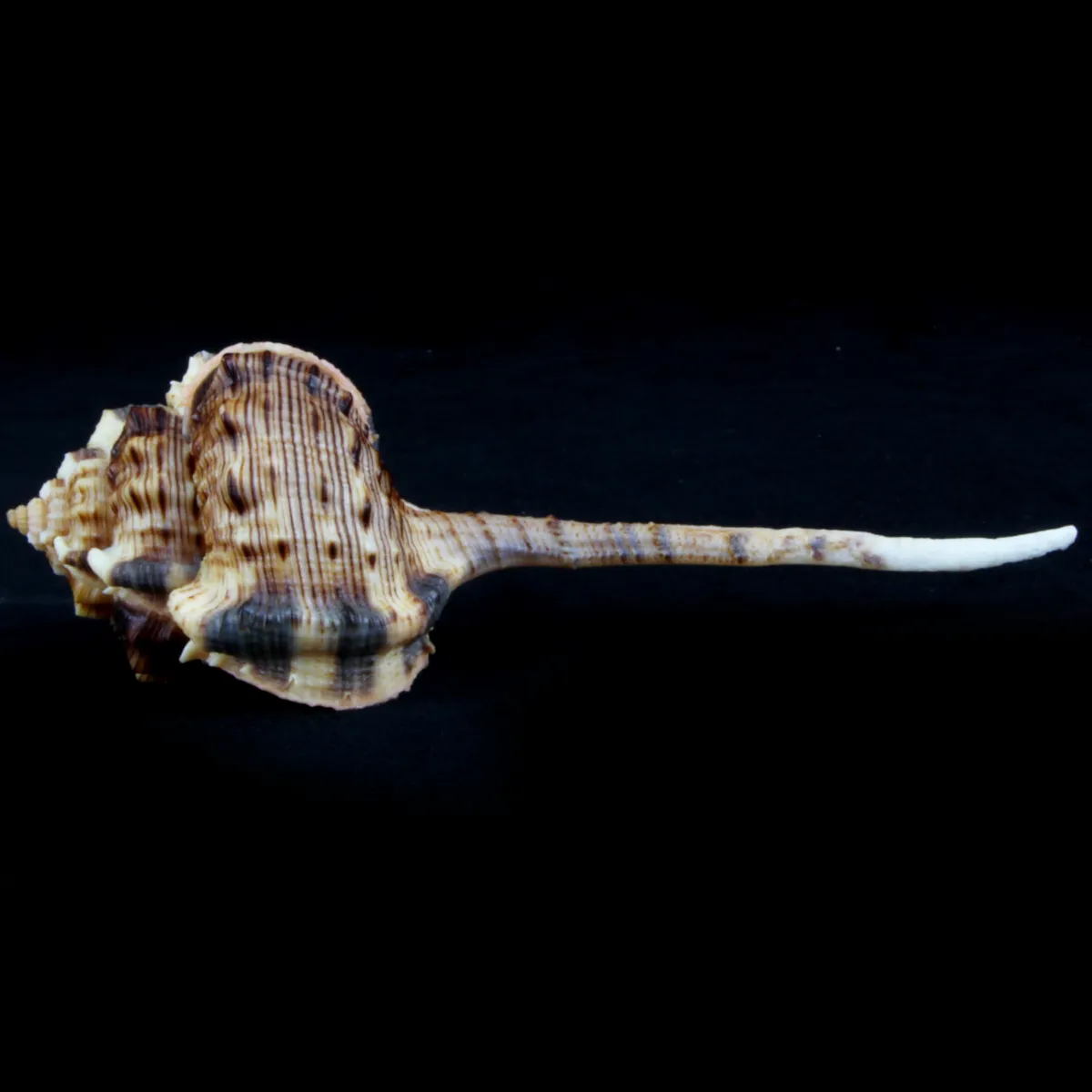Haustellum Haustellum XL
