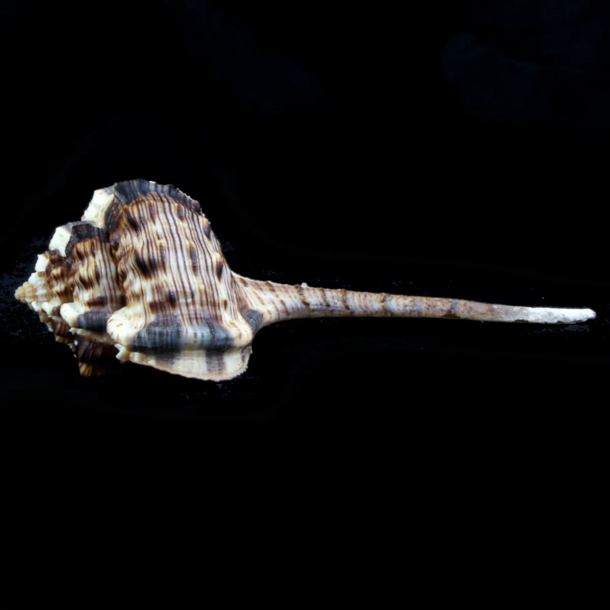Haustellum Haustellum XL