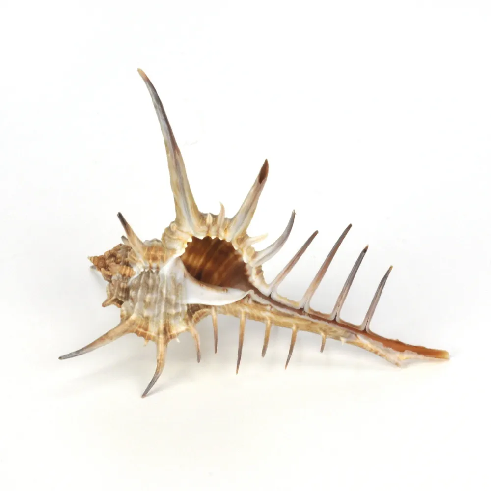 Murex Ternispina