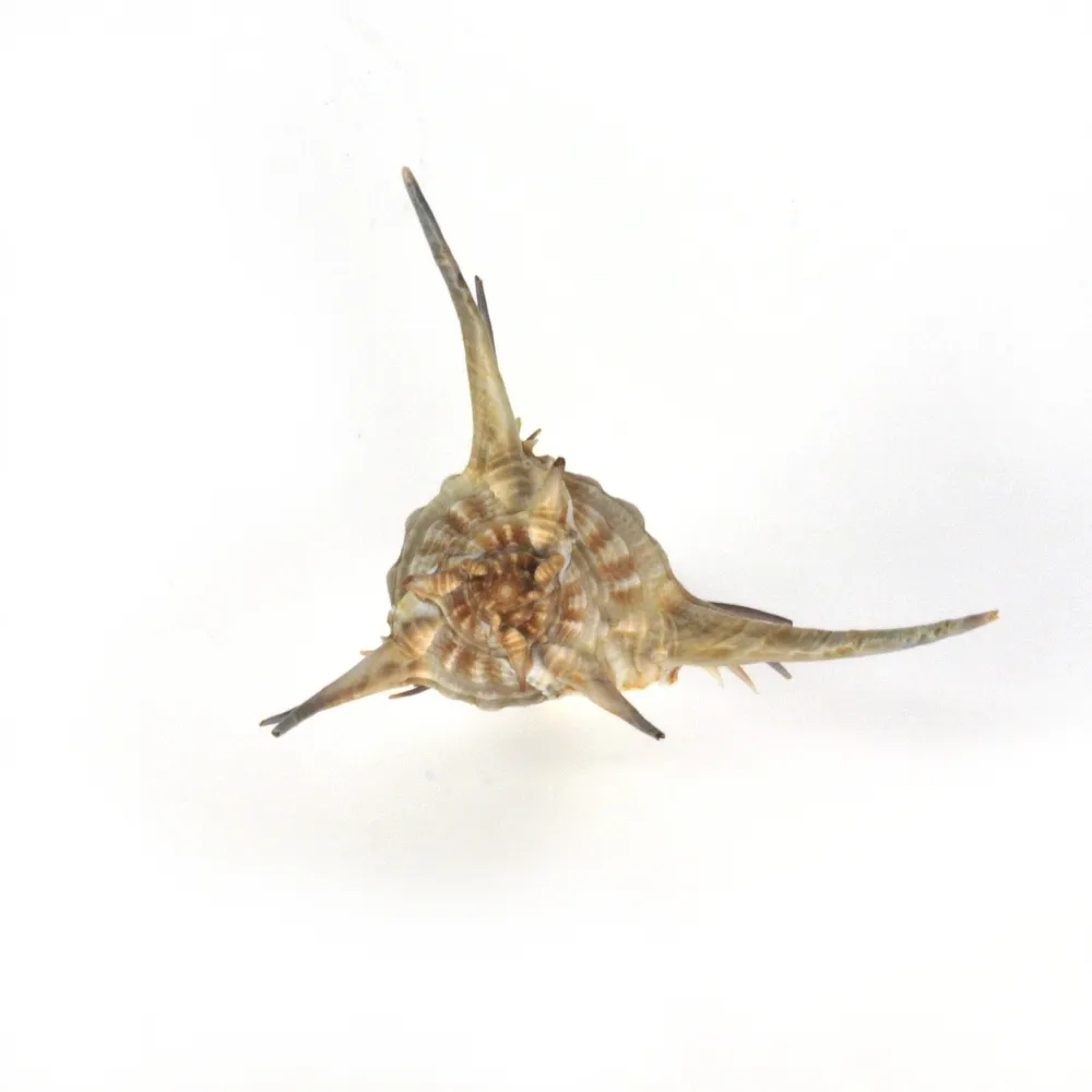 Murex Ternispina