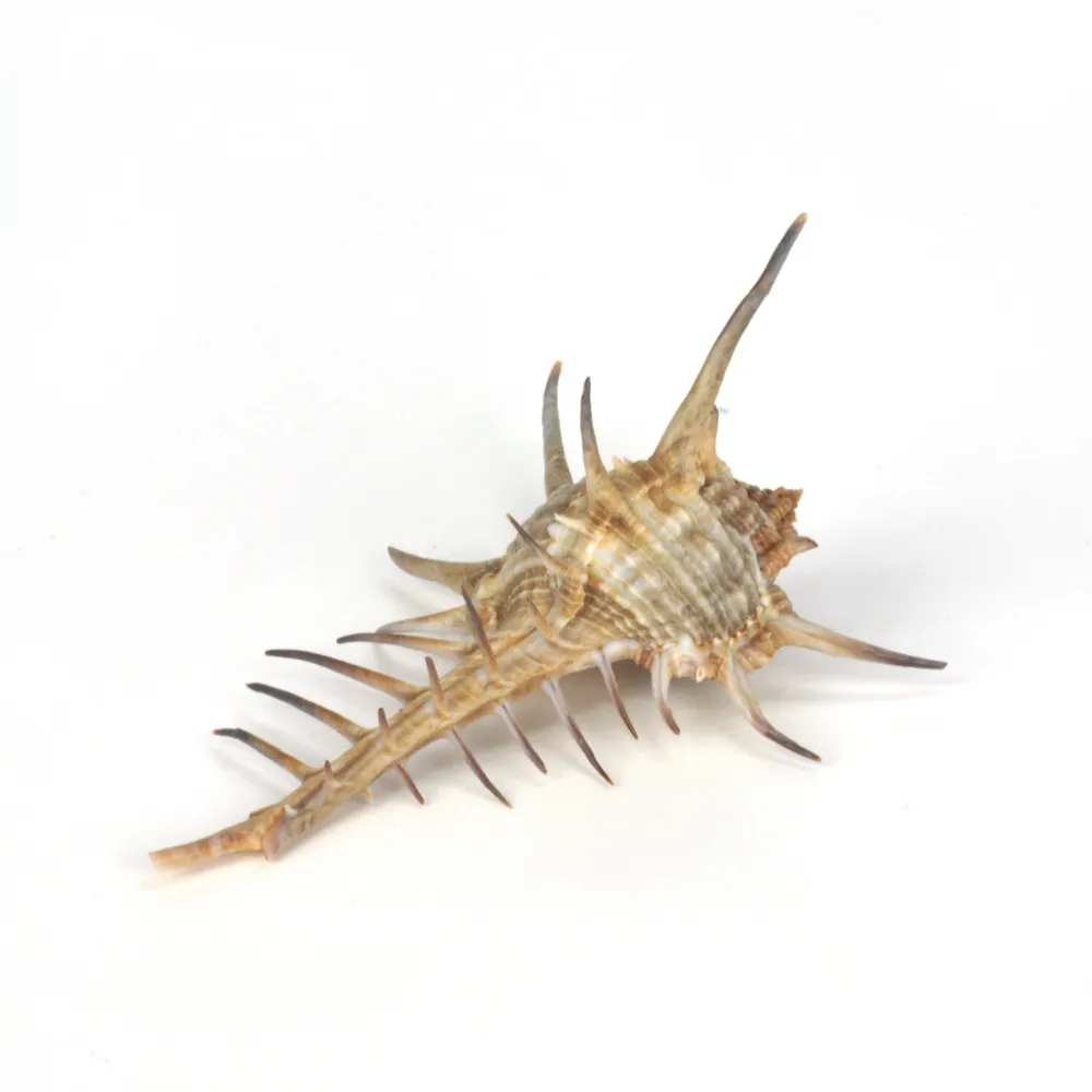 Murex Ternispina