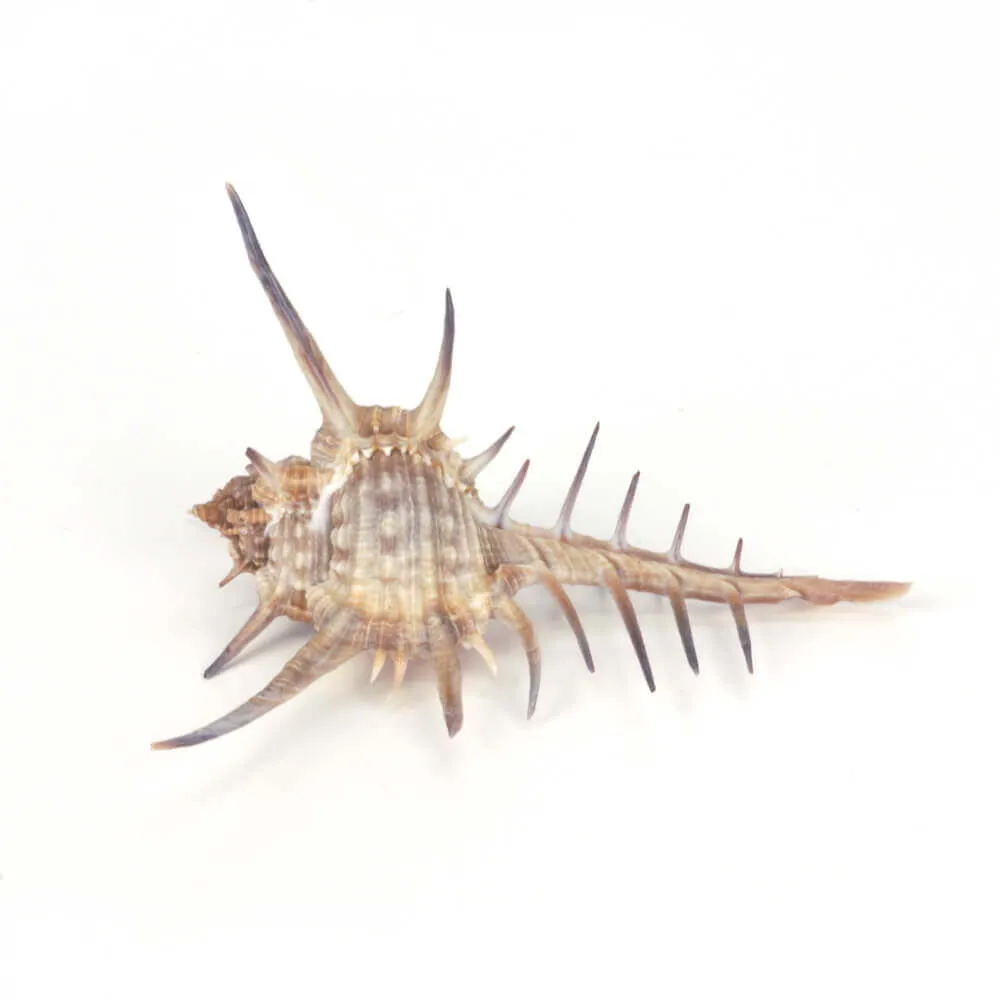Murex Ternispina