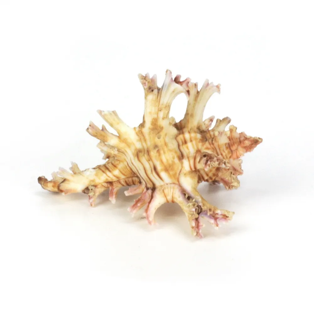 Chicoreus Palmarosae