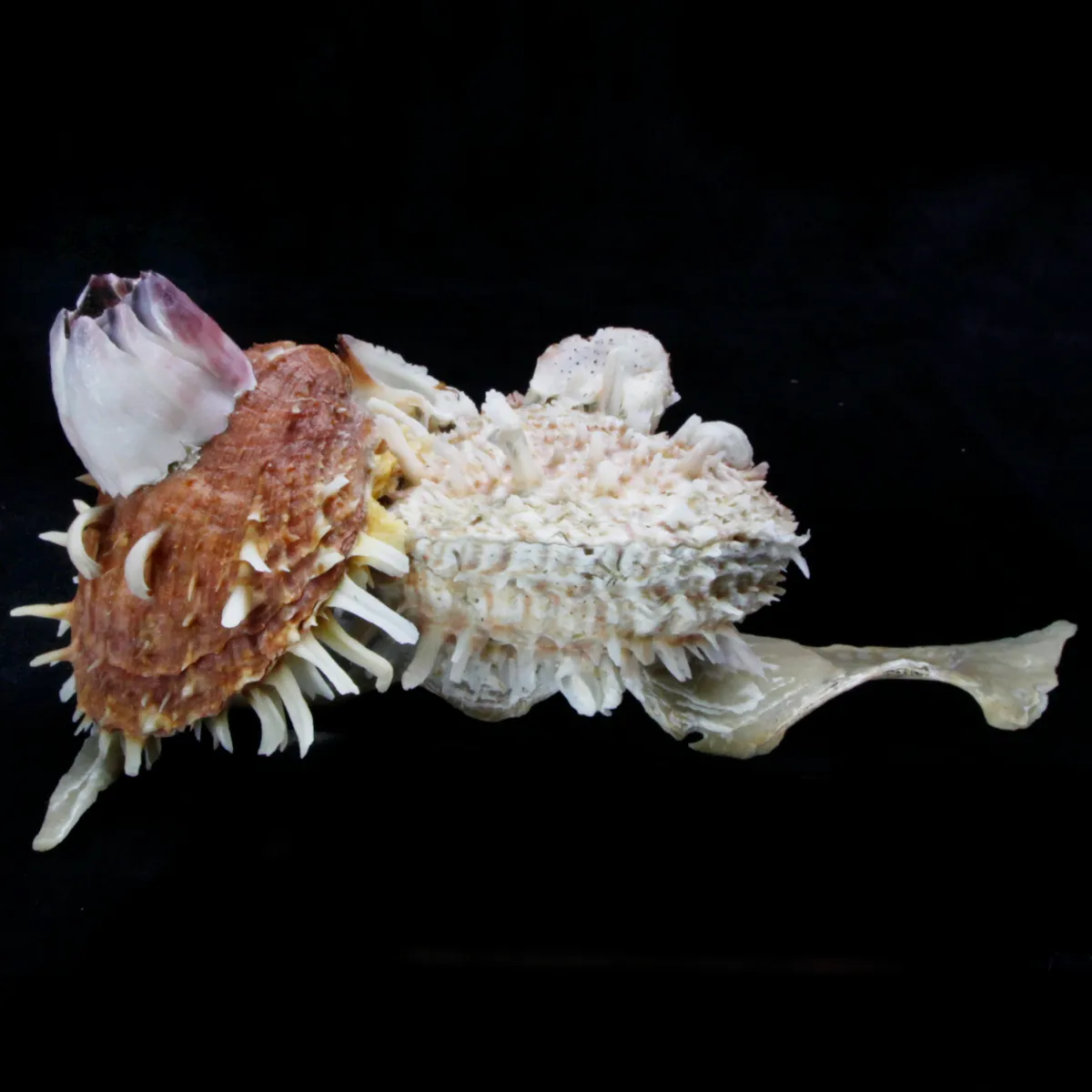 Malleus Albus e Spondylus Variegatus