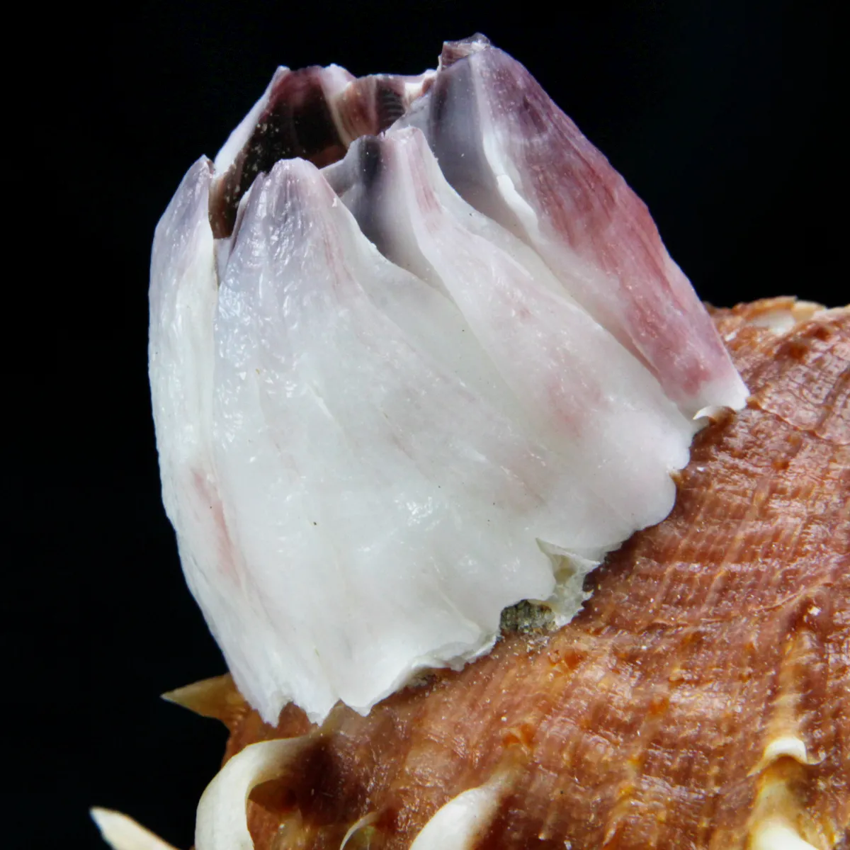 Malleus Albus e Spondylus Variegatus