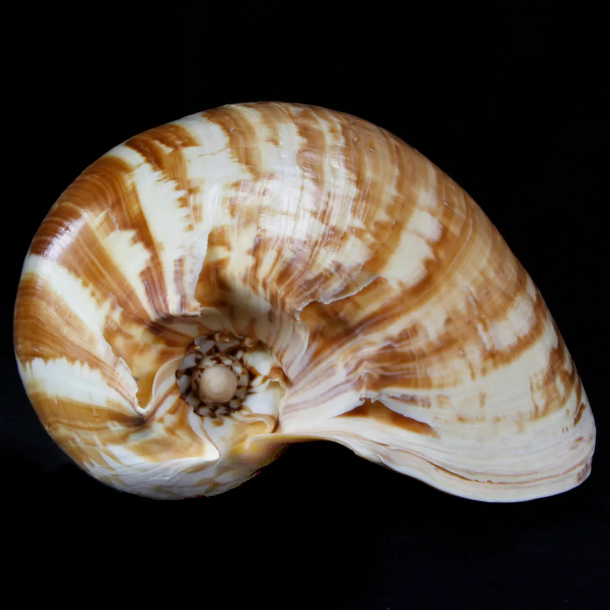 Melo Amphora