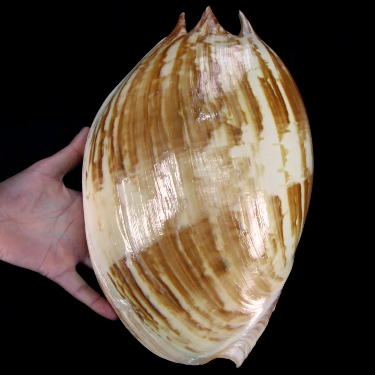 Melo Amphora