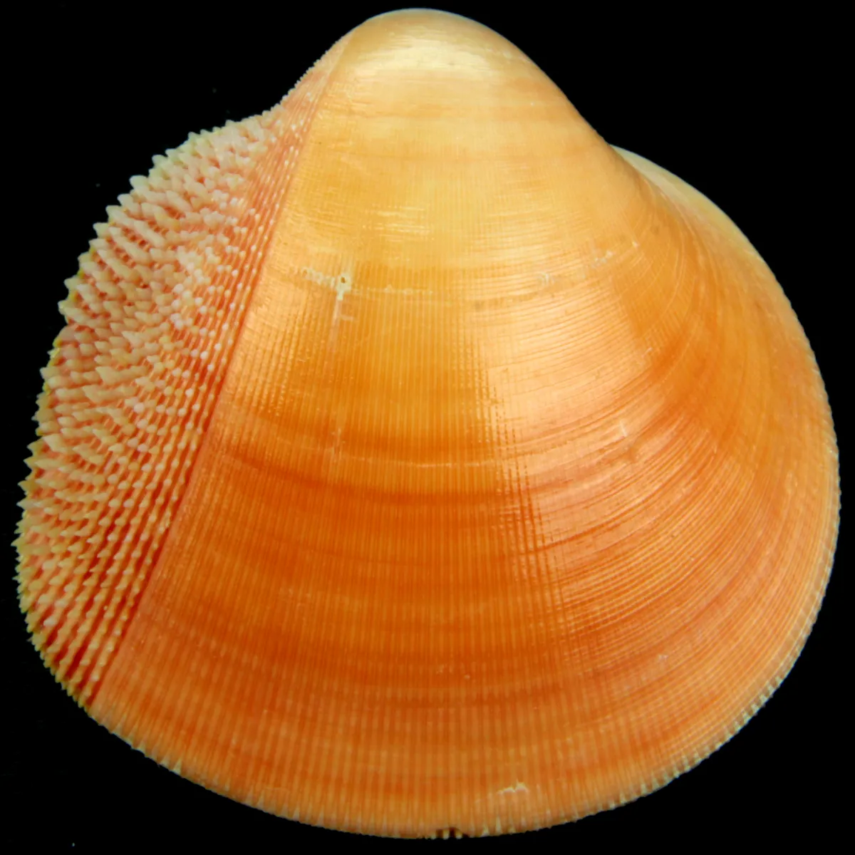 Nemocardium Bechei