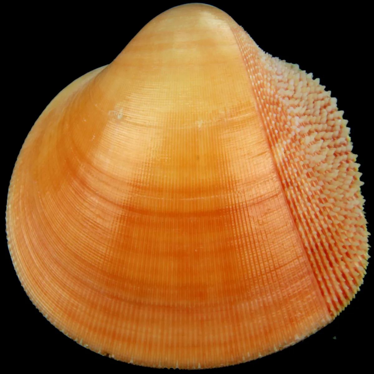 Nemocardium Bechei