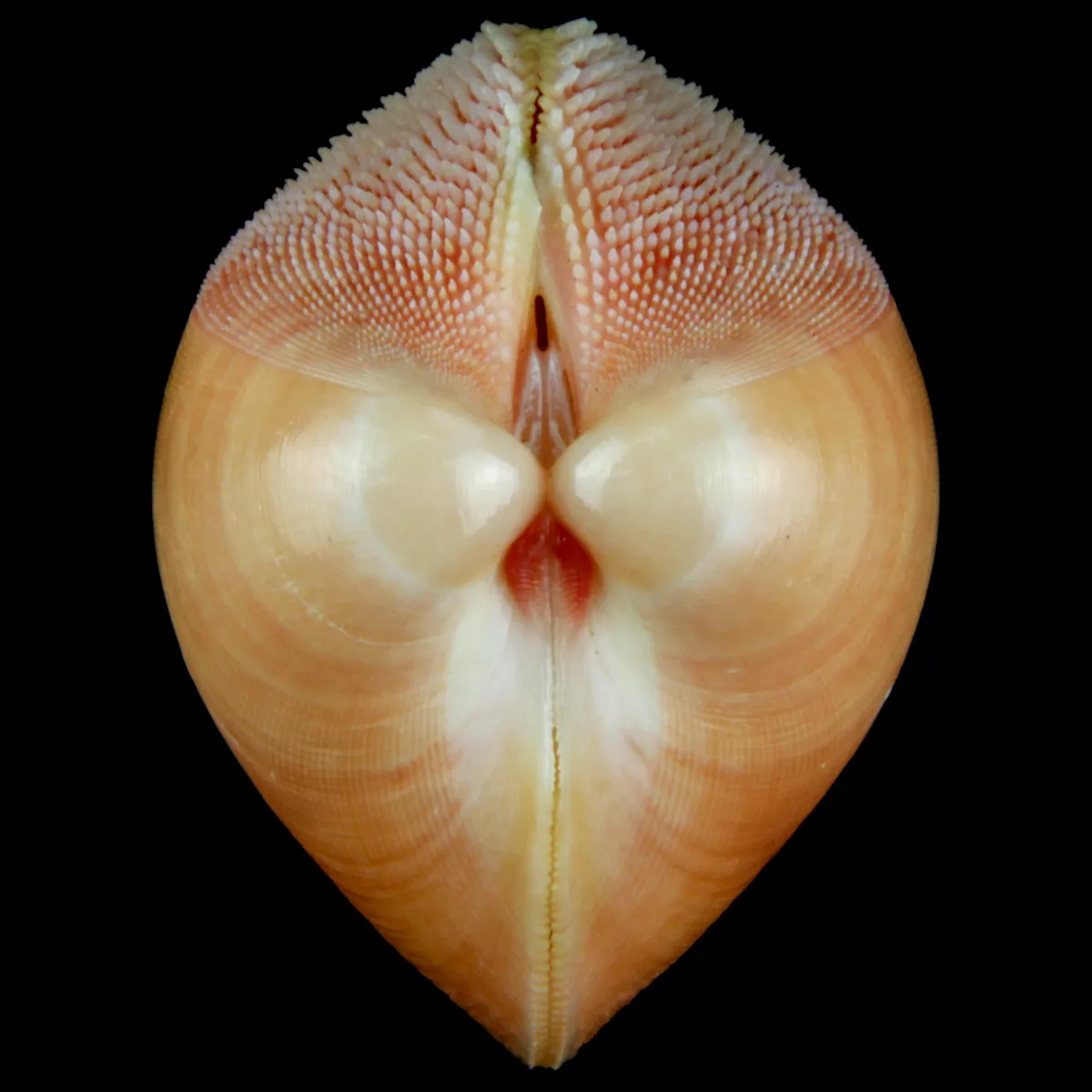 Nemocardium Bechei