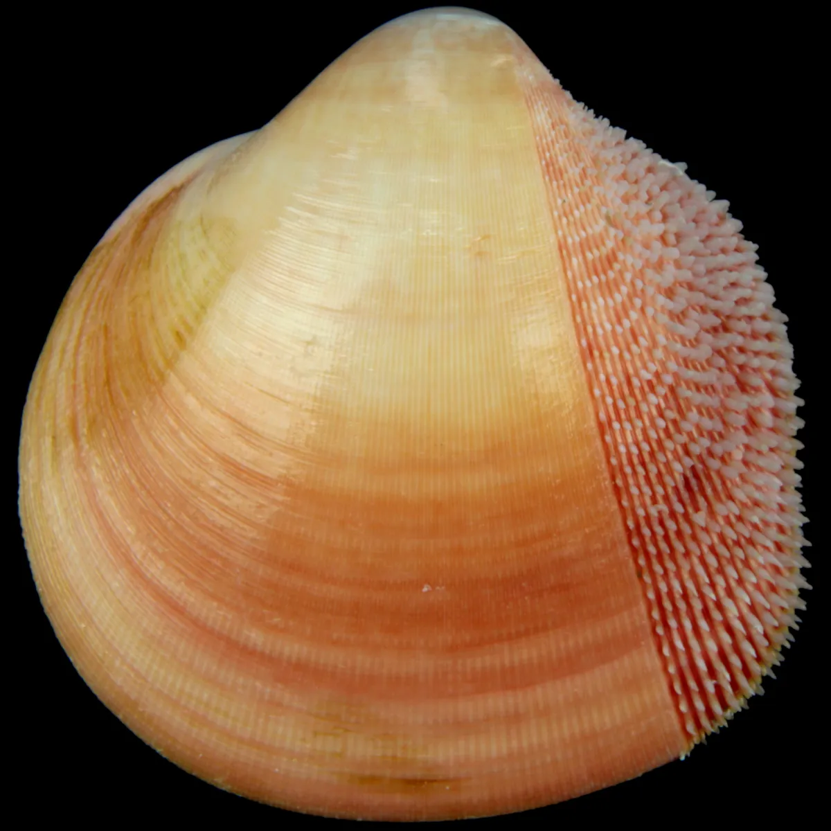 Nemocardium Bechei