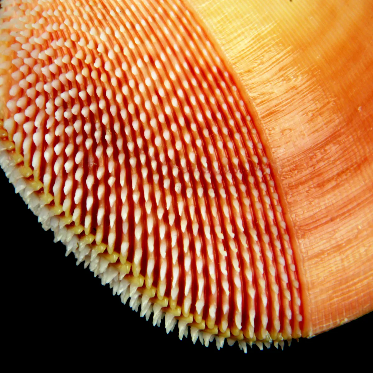 Nemocardium Bechei