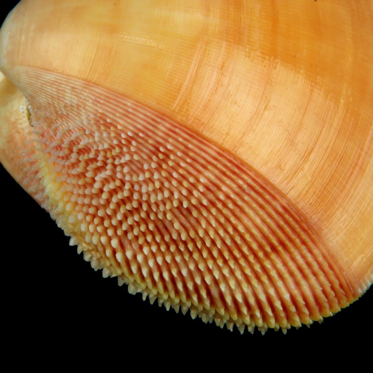 Nemocardium Bechei
