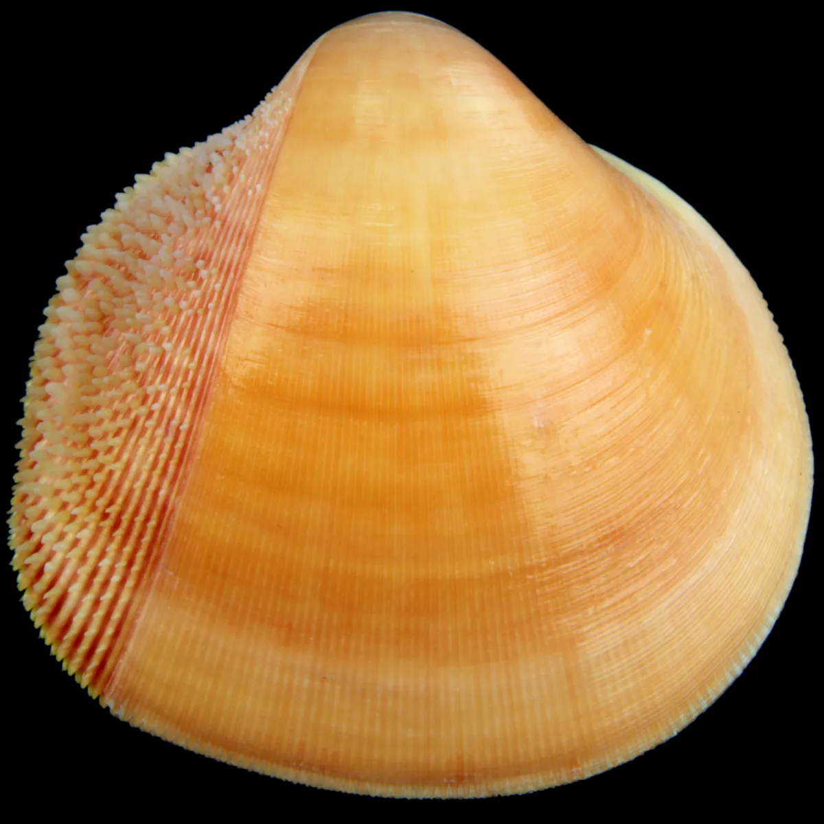 Nemocardium Bechei