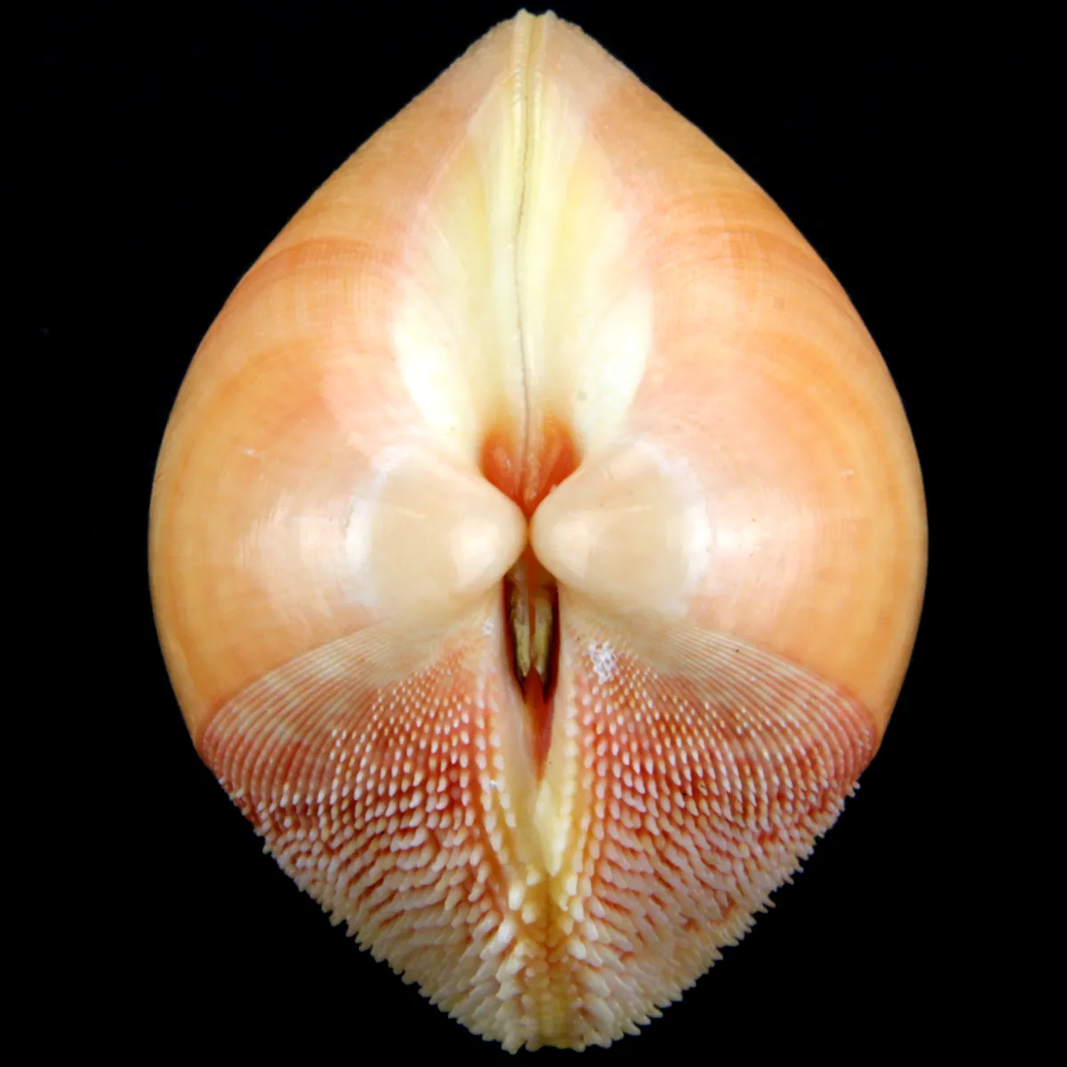 Nemocardium Bechei