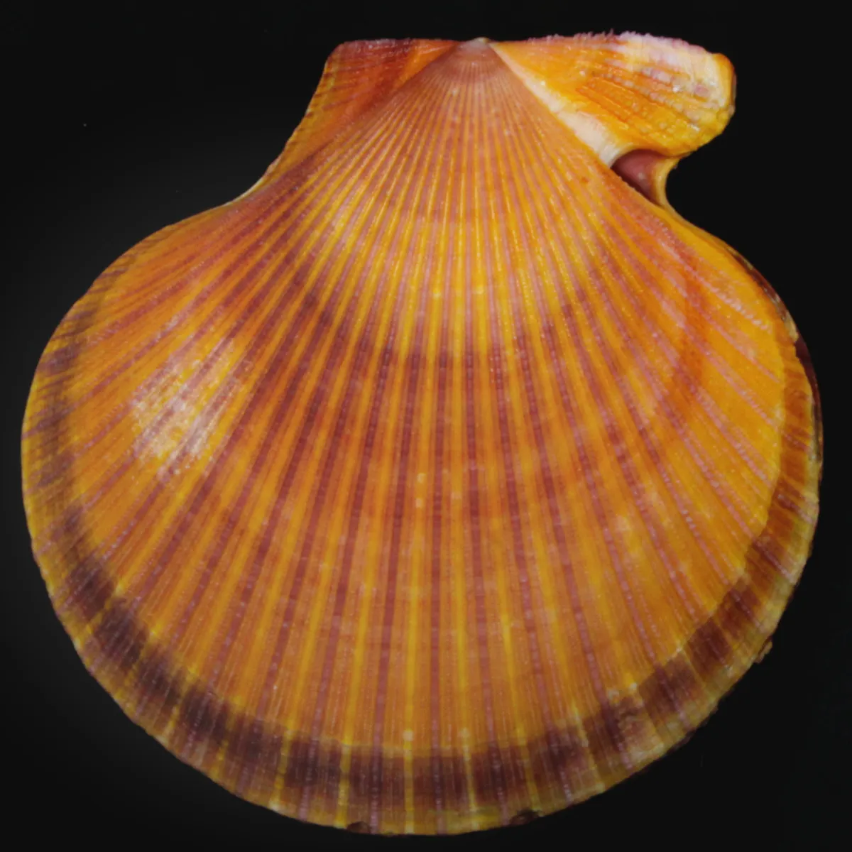 Mimachlamys Asperrima