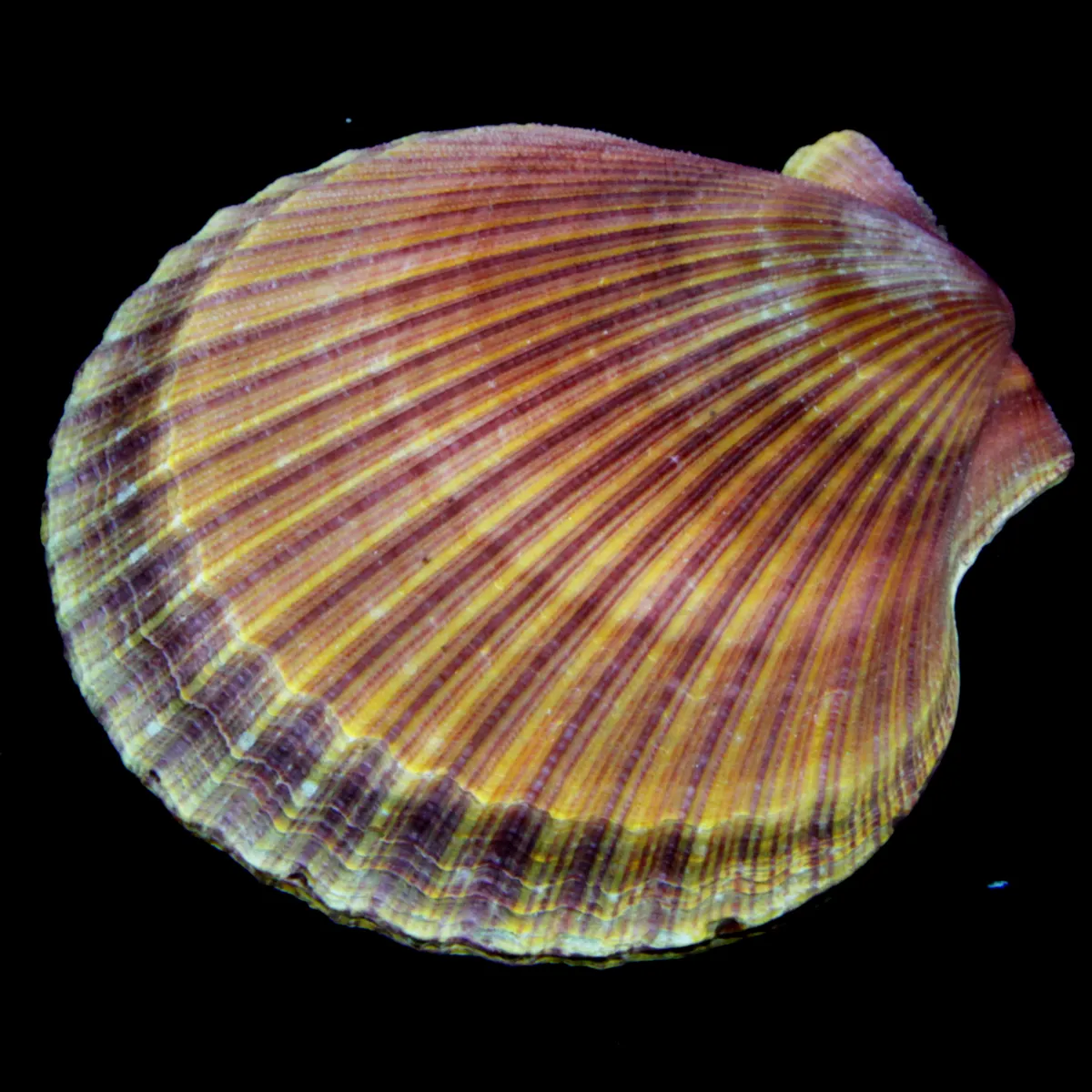 Mimachlamys Asperrima