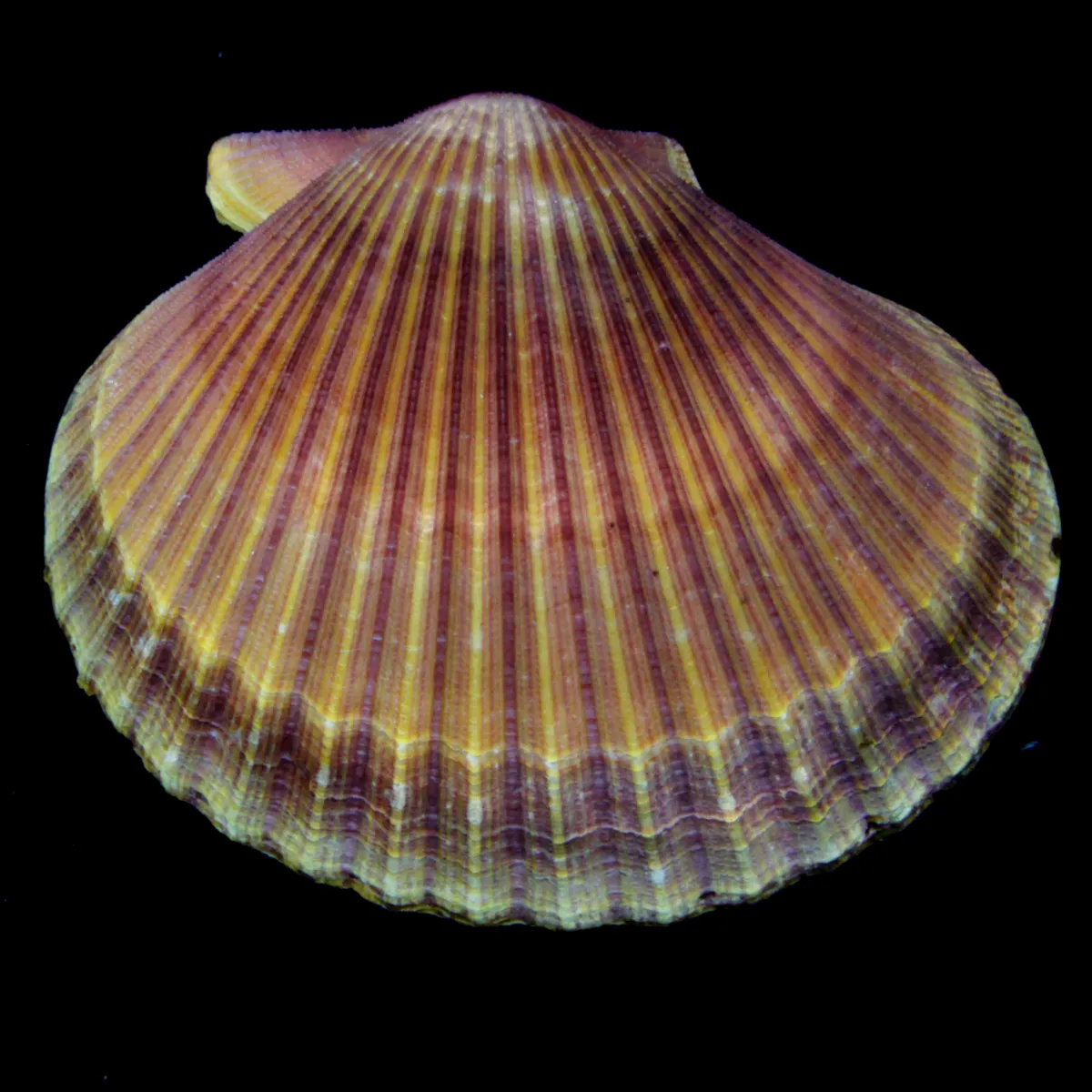 Mimachlamys Asperrima