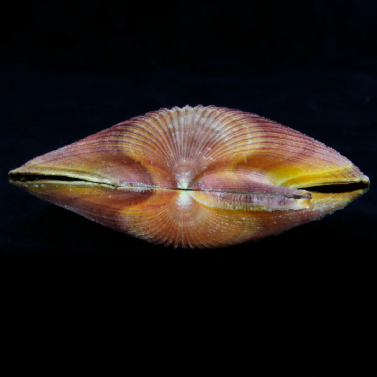 Mimachlamys Asperrima