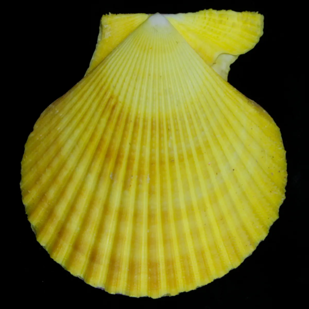 Mimachlamys Spinicostata