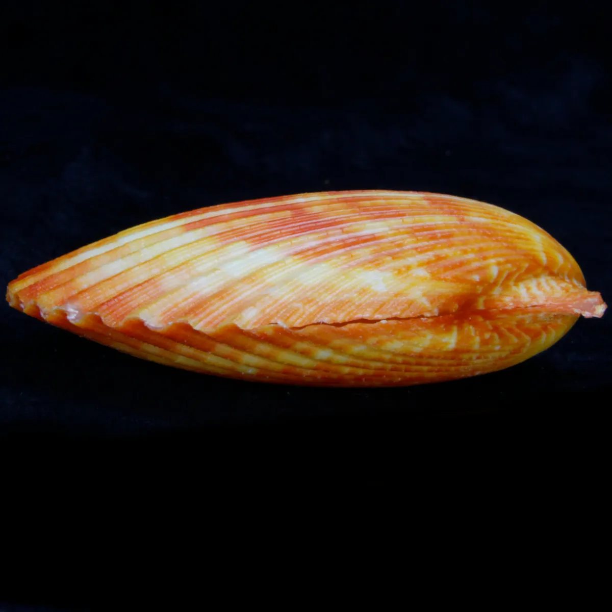 Mimachlamys Gloriosa