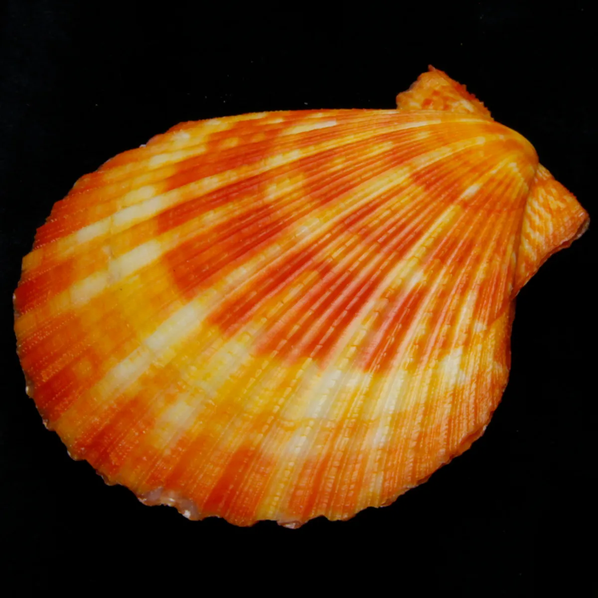 Mimachlamys Gloriosa