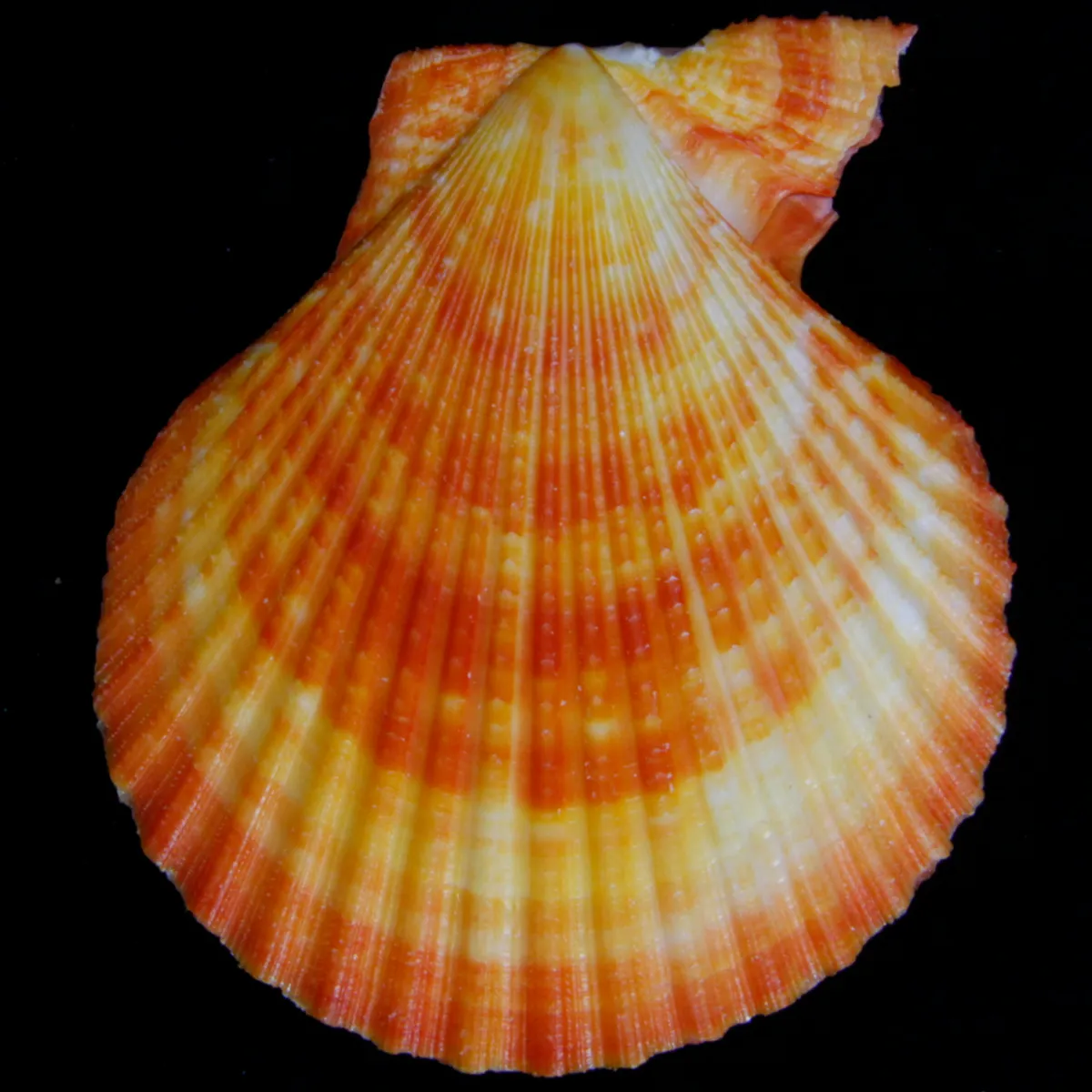 Mimachlamys Gloriosa