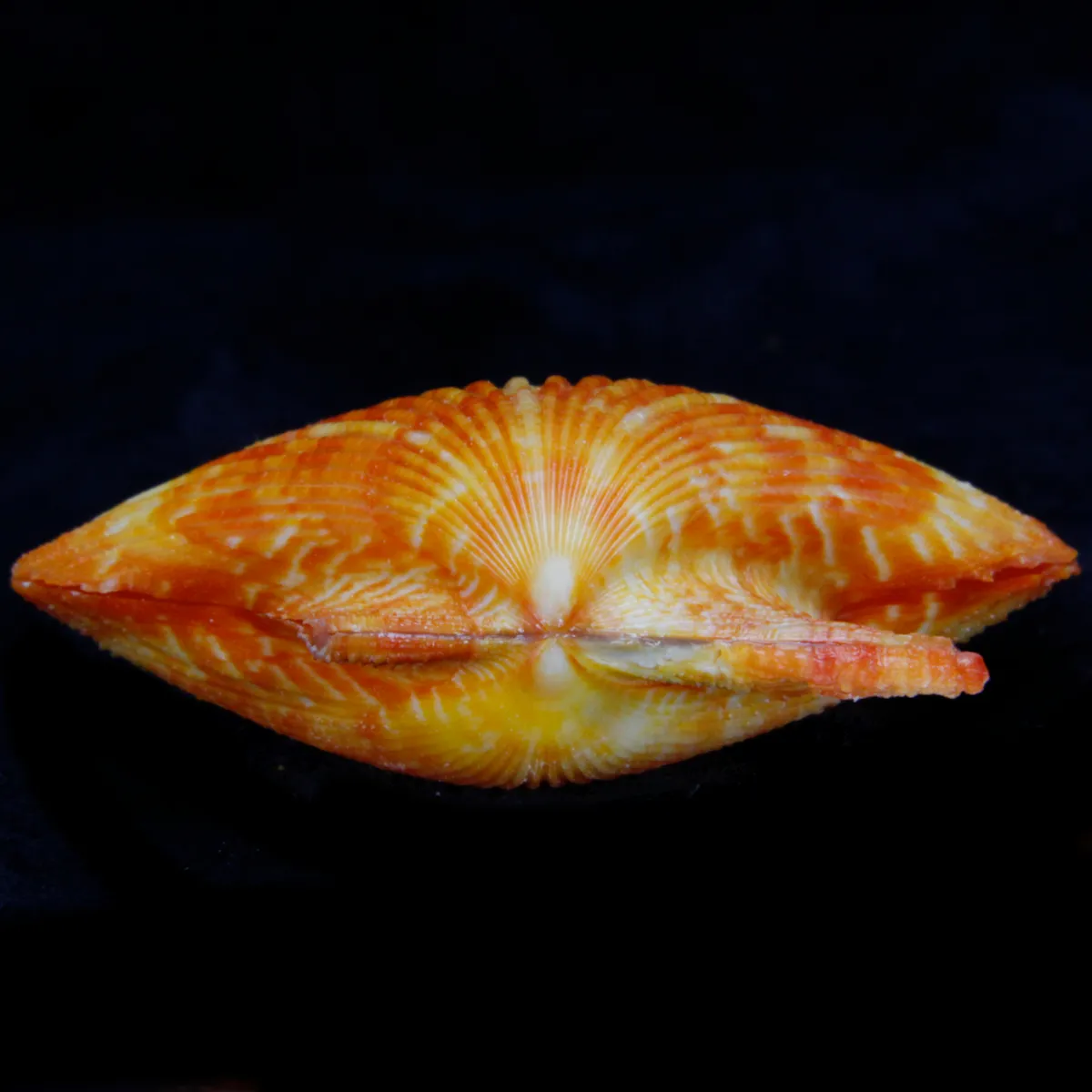 Mimachlamys Gloriosa
