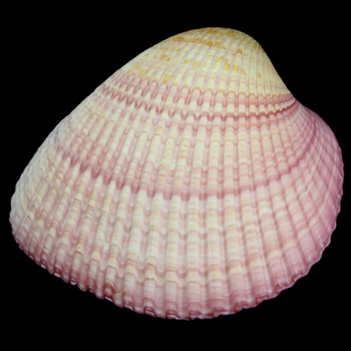 Maoricardium Pseudolima