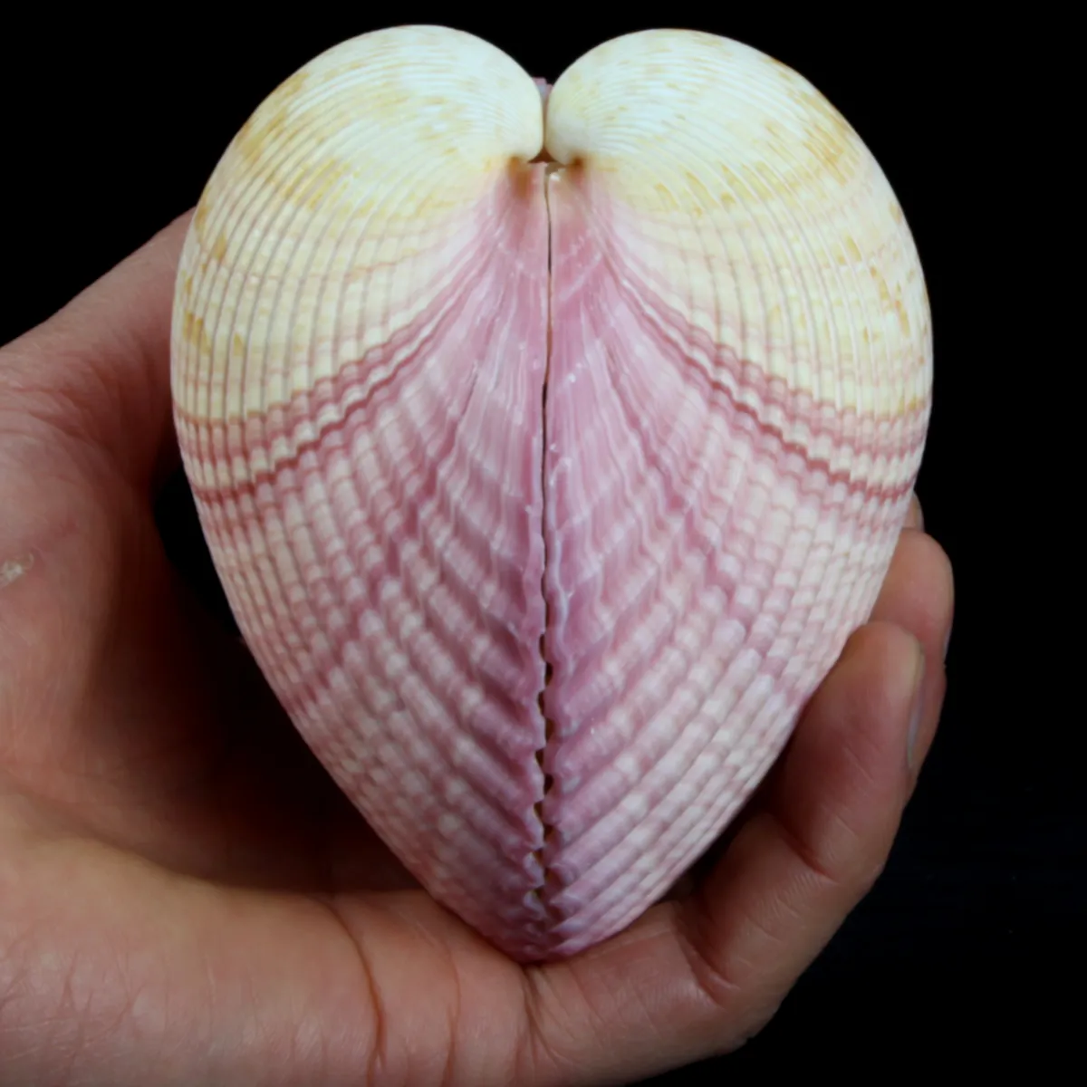 Maoricardium Pseudolima