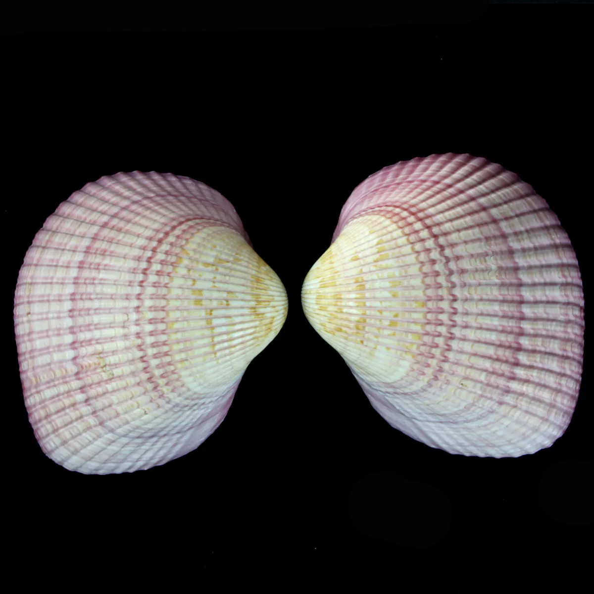 Maoricardium Pseudolima