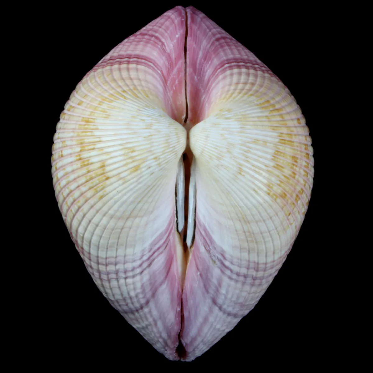 Maoricardium Pseudolima