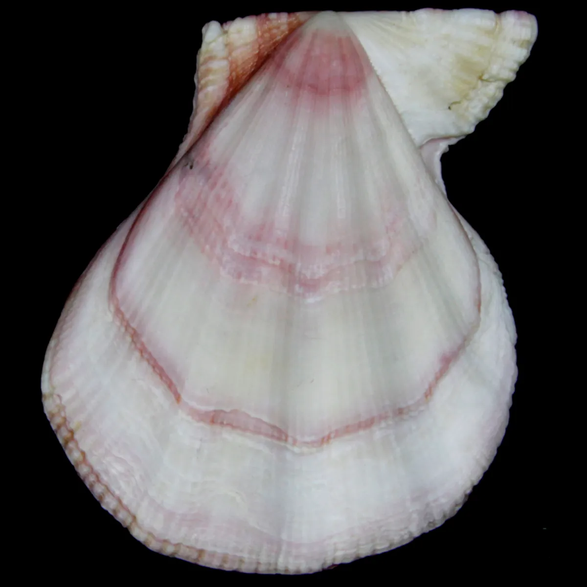 Swiftopecten Swiftii