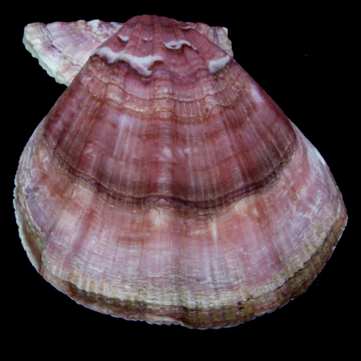 Swiftopecten Swiftii