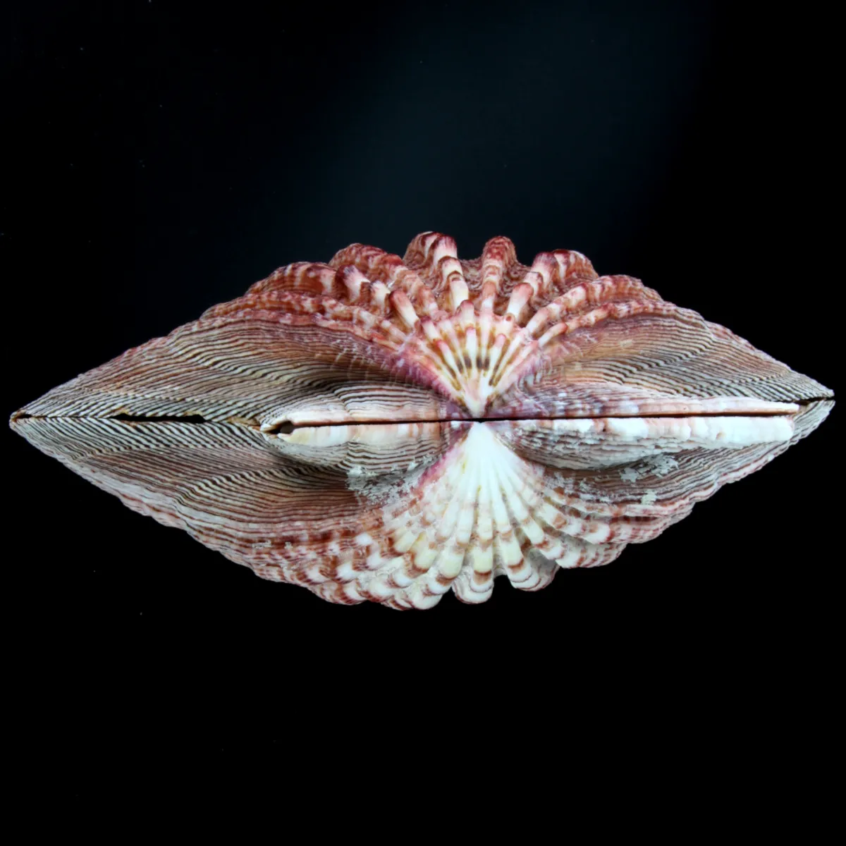 Pecten Subnodosus