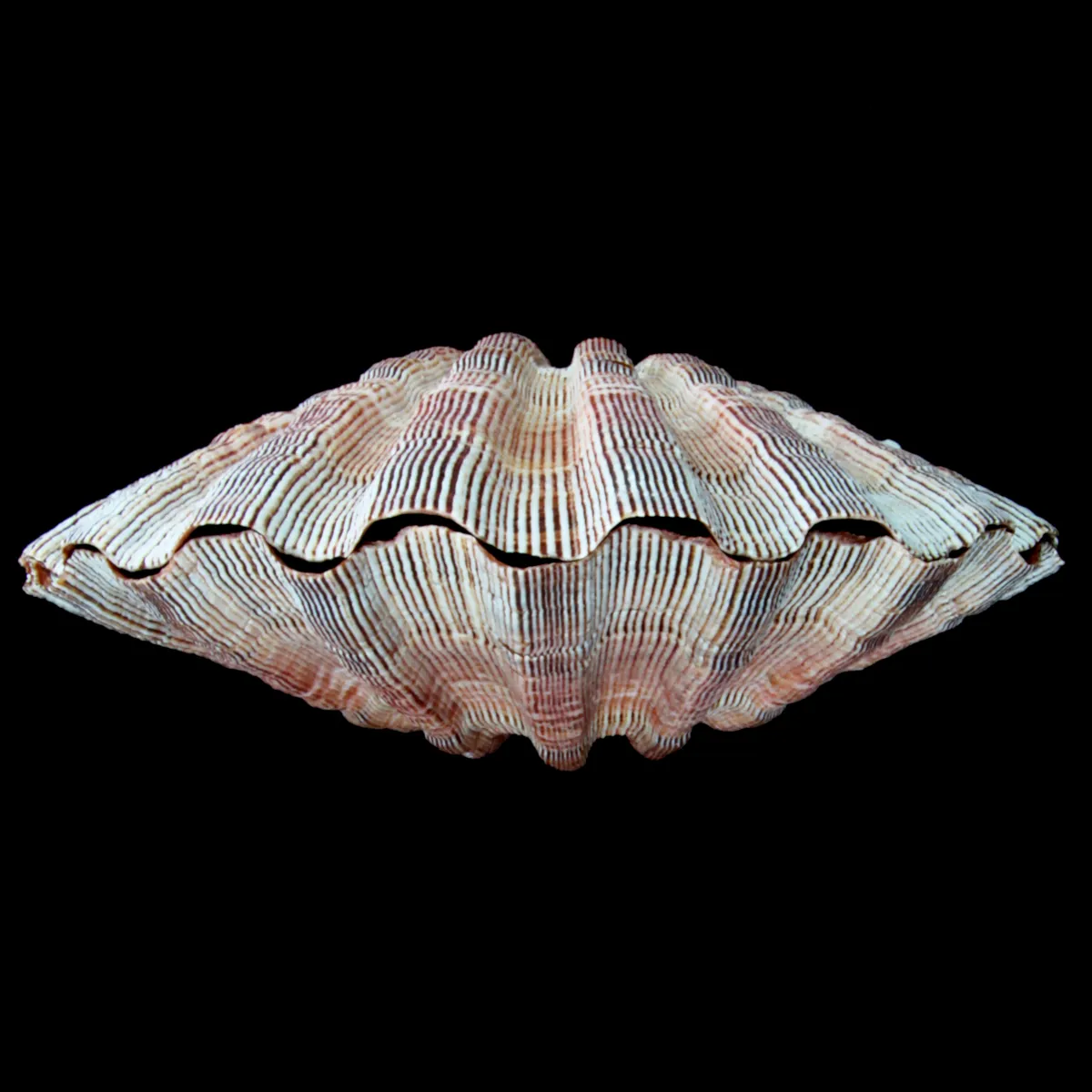 Pecten Subnodosus