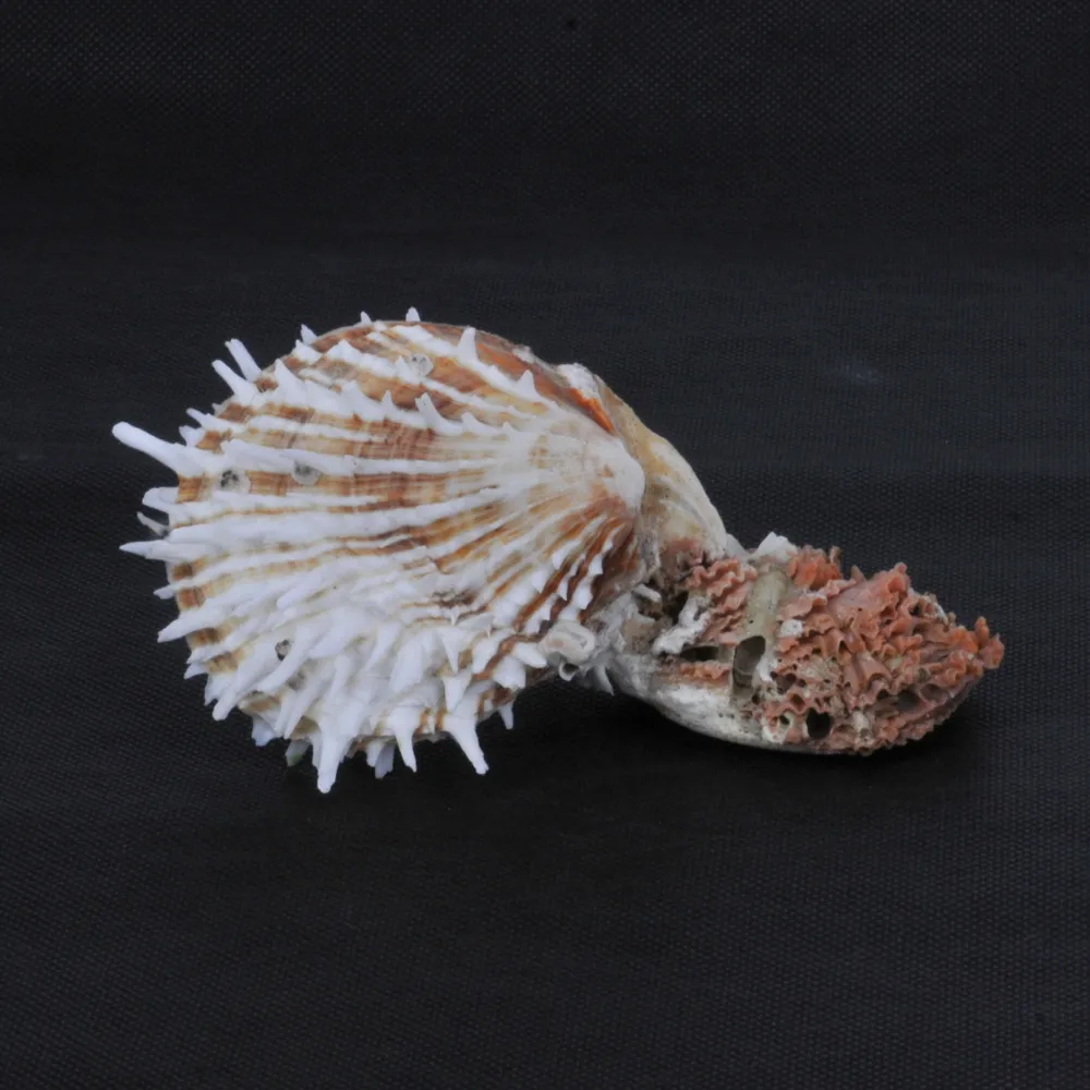 Spondylus Squamosus