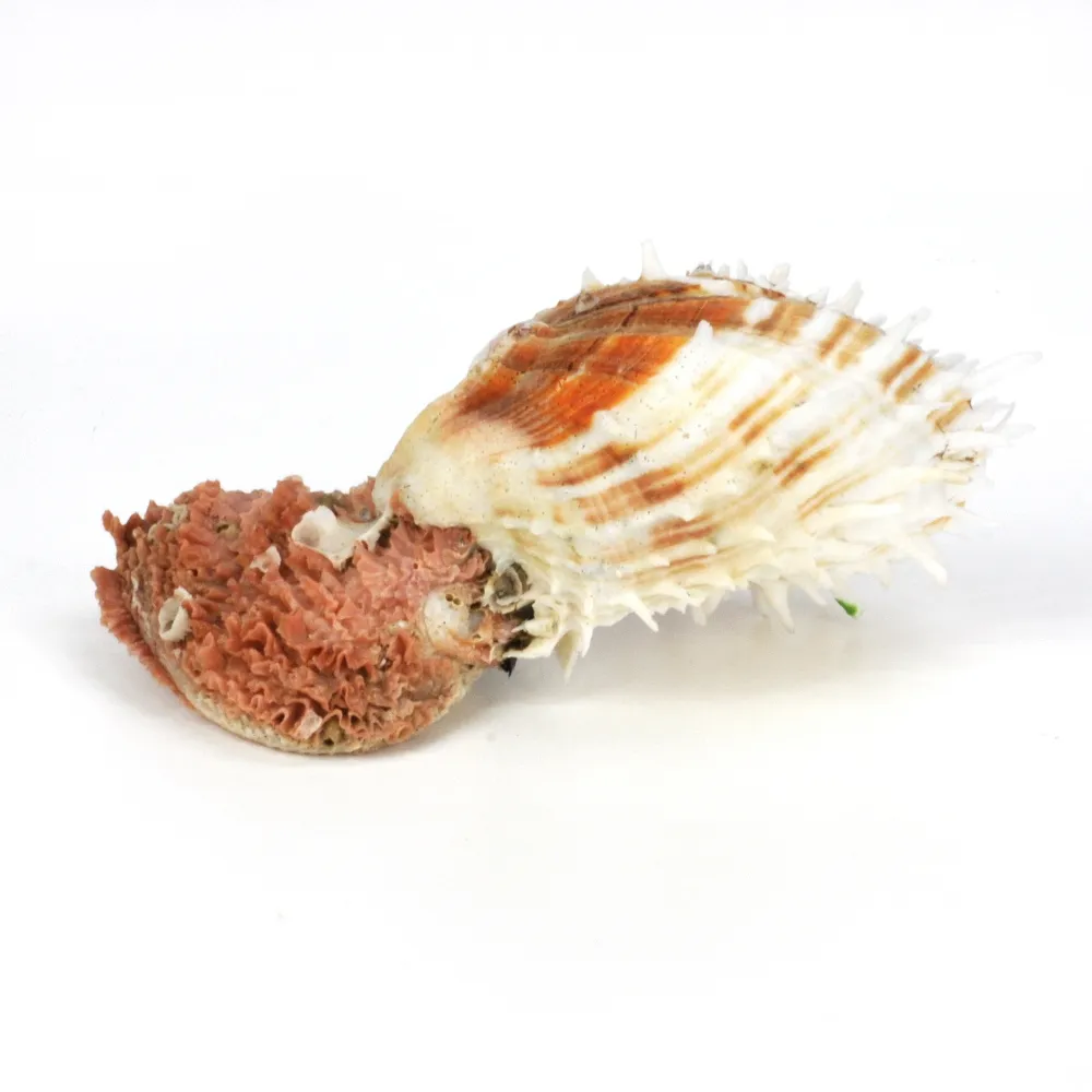 Spondylus Squamosus