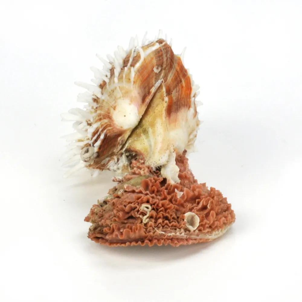 Spondylus Squamosus